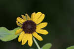 Cucumberleaf sunflower 